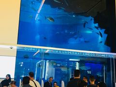 -迪拜水族馆及水下动物园