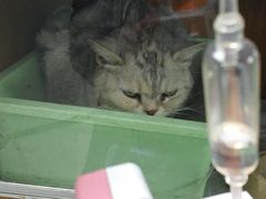 -天时宠物医院24小时疑难病例会诊中心(顾乡大街总院)