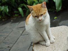 -广州兰圃