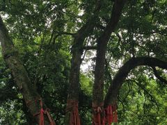 -张坝桂圆林公园