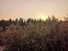 -西青郊野公园