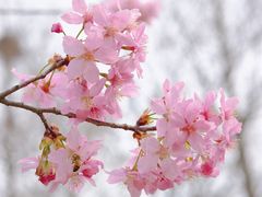 -顾村公园
