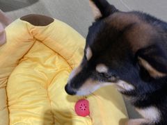 -逗柴咖啡屋·狗咖猫咖宠物桌游