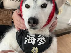 -Husky Go! 哈士奇体验馆·宠物咖啡厅狗咖