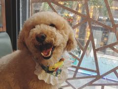 -帕帕拉兹宠物(亚洲旗舰店)