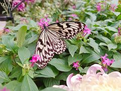 -北京国际鲜花港