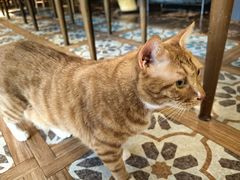 -猫猫幼稚园·撸猫·桌游·电玩
