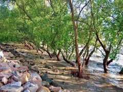 -宝安西湾红树林湿地公园