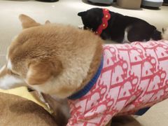 -逗柴咖啡屋·狗咖猫咖宠物桌游