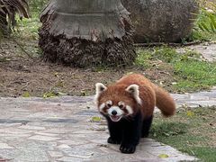 -灵玲国际马戏城