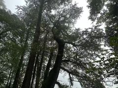 -天目山大树王景区