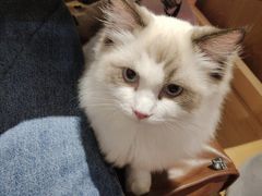 -滚猫咖啡·猫咖·猫友好撸猫(未来城店)