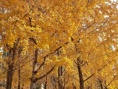 -重庆市江北嘴中央商务区中央公园