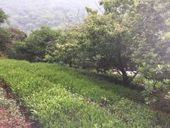 -西山樟坞健康果园枇杷杨梅采摘