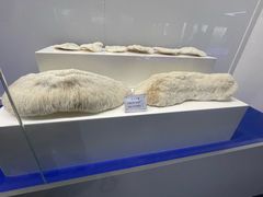 -贝壳王国博物馆