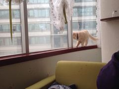-萌喵宠狗爱心宠咖