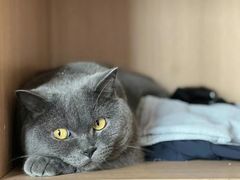 -瑞鹏宠物医院犬猫全科(真大分院)