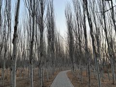 -东郊湿地公园