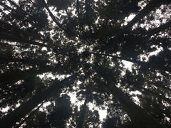 -阿里山神木遗迹