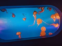 -太平洋海底世界