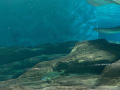 -上海海洋水族馆