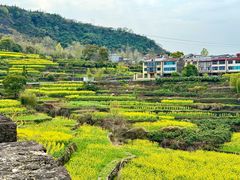 -桑洲油菜花景区