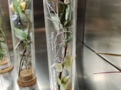 -植物学家的女儿(北马道巷店)