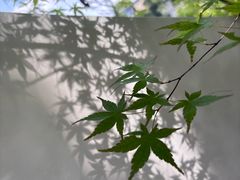 -南山植物园