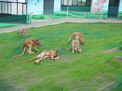 -西霞口神雕山野生动物世界