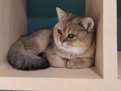 -飞行喵MR PILOT|猫舍·猫咖(静安大融城店)