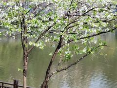 -重庆彩云湖湿地公园