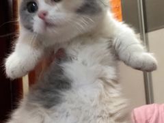 -欣宠猫屋·矮脚拿破仑·蓝金金渐层