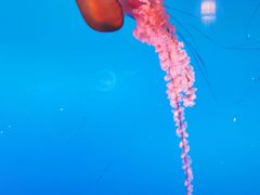 -太平洋海底世界