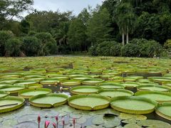 -中国科学院西双版纳热带植物园