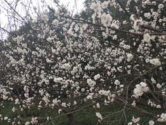 -秀丽东方