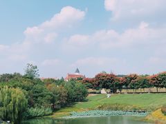 -大塘金香草谷