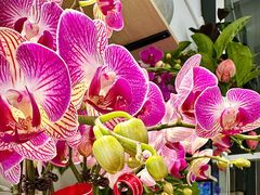 -FEI FEI FLOWER鲜花店·气球派对·宝宝宴布置(虹口德必运动Loft店)