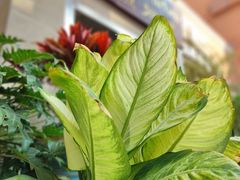 -阿诺泰·泰国餐厅(紫荆店)