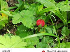 -黑龙江省森林植物园