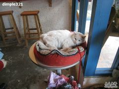 -Babycat私家御饼屋(龙头路一店)