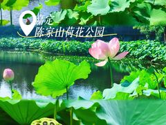 -陈家山荷花公园