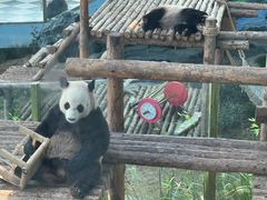 -大连森林动物园