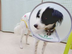 -爱侣宠医·鹦鹉专科·小型哺乳类·异宠专科(灵石路店)