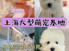 -翊宠yipet猫狗购宠庄园犬舍•猫舍