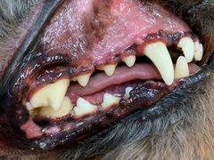 -八公叔叔宠物美容连锁(春申店)