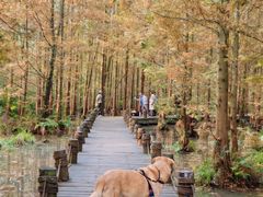 -桤木河湿地公园