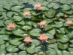 -西湖外事游船(花港观鱼码头)