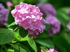 -上海滨江森林公园