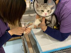 -萌兽医馆·犬猫专科·眼科中心·宠物医院(朝阳门分院)
