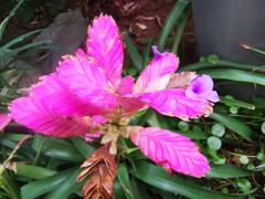 -国家植物园南园